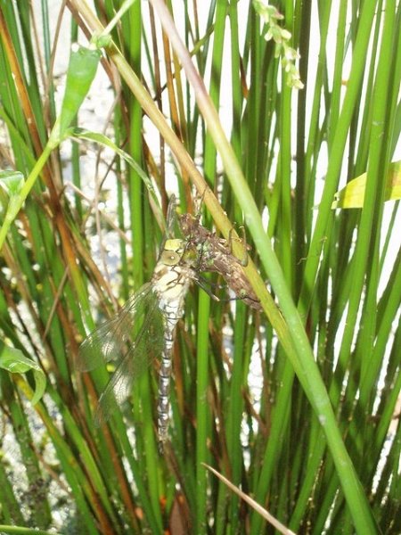 Aeschne bleue. F.Vergonjeanne